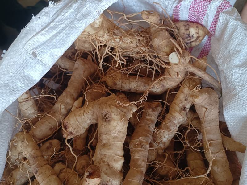 野生鸡头黄精块茎种茎产地批发鸡头根老虎姜种苗精选货