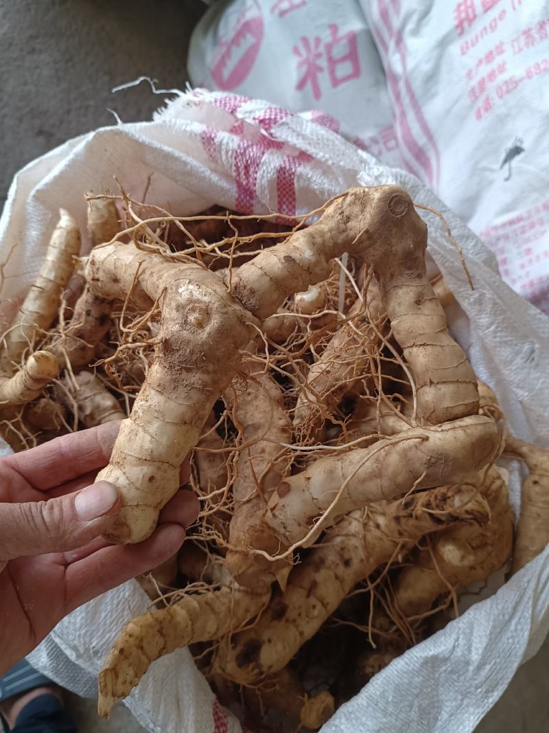 野生鸡头黄精块茎种茎产地批发鸡头根老虎姜种苗精选货