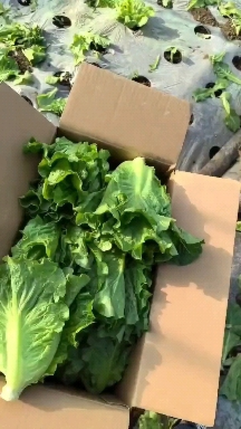 意大利生菜精品意大利