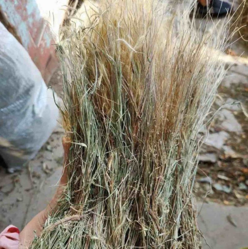 【金丝草】毛毛草一手货源价格实惠品质保证量大从优