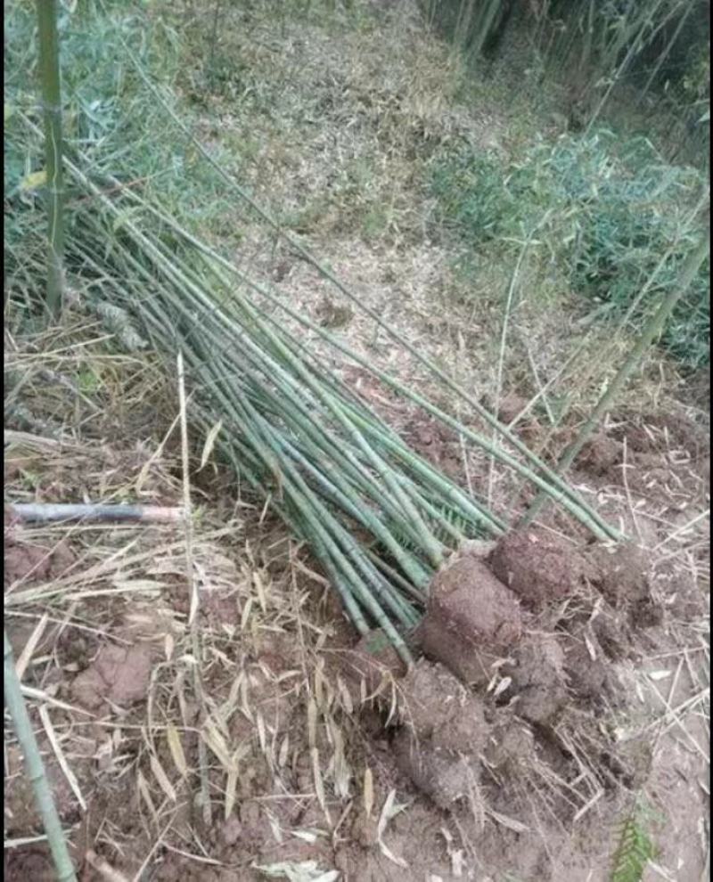 竹苗，斑竹苗，竹子基地，各种规格，品种齐全，欢迎选购