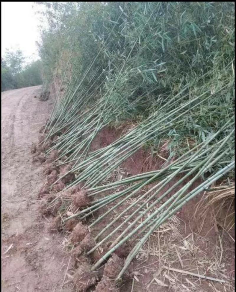 竹苗，斑竹苗，竹子基地，各种规格，品种齐全，欢迎选购
