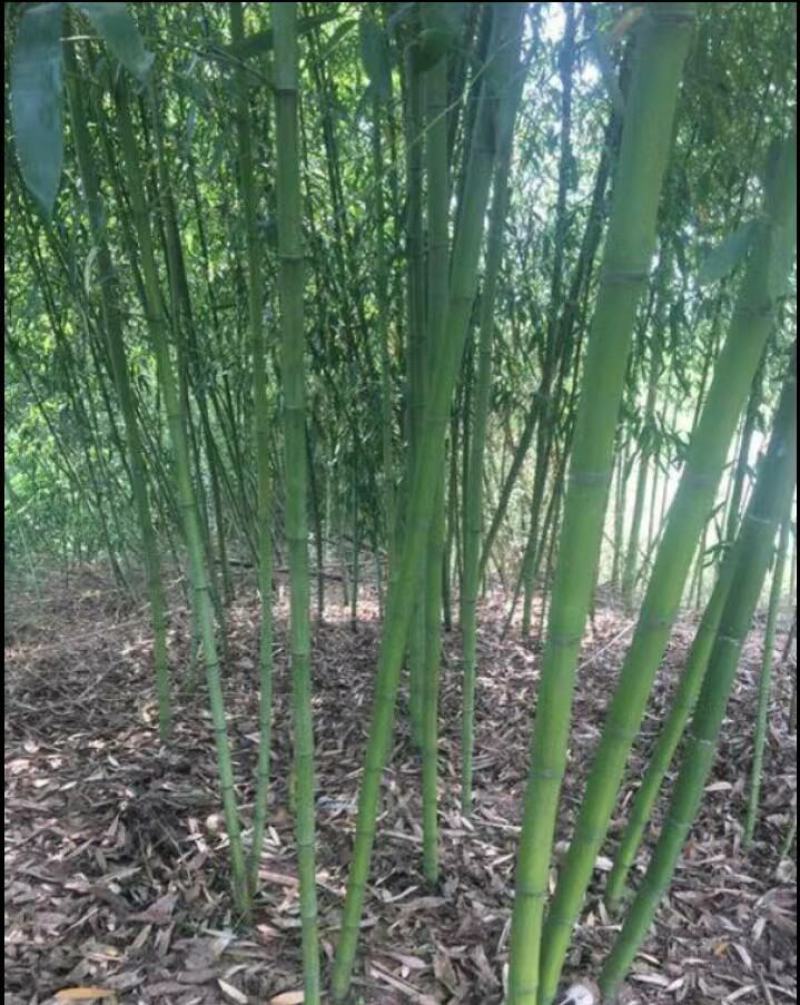 竹苗，斑竹苗，竹子基地，各种规格，品种齐全，欢迎选购