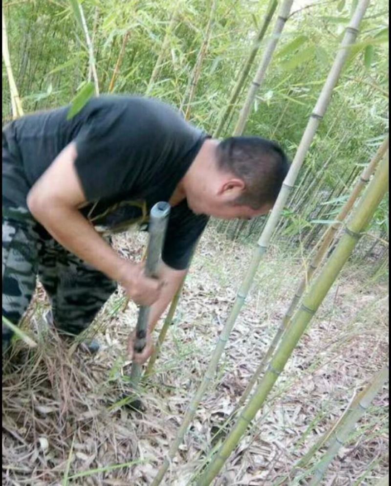 竹苗，斑竹苗，竹子基地，各种规格，品种齐全，欢迎选购