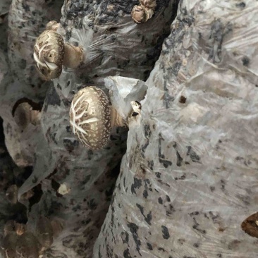 「成熟香菇菌棒」在家即可出菇现摘现吃可视频欢迎联系