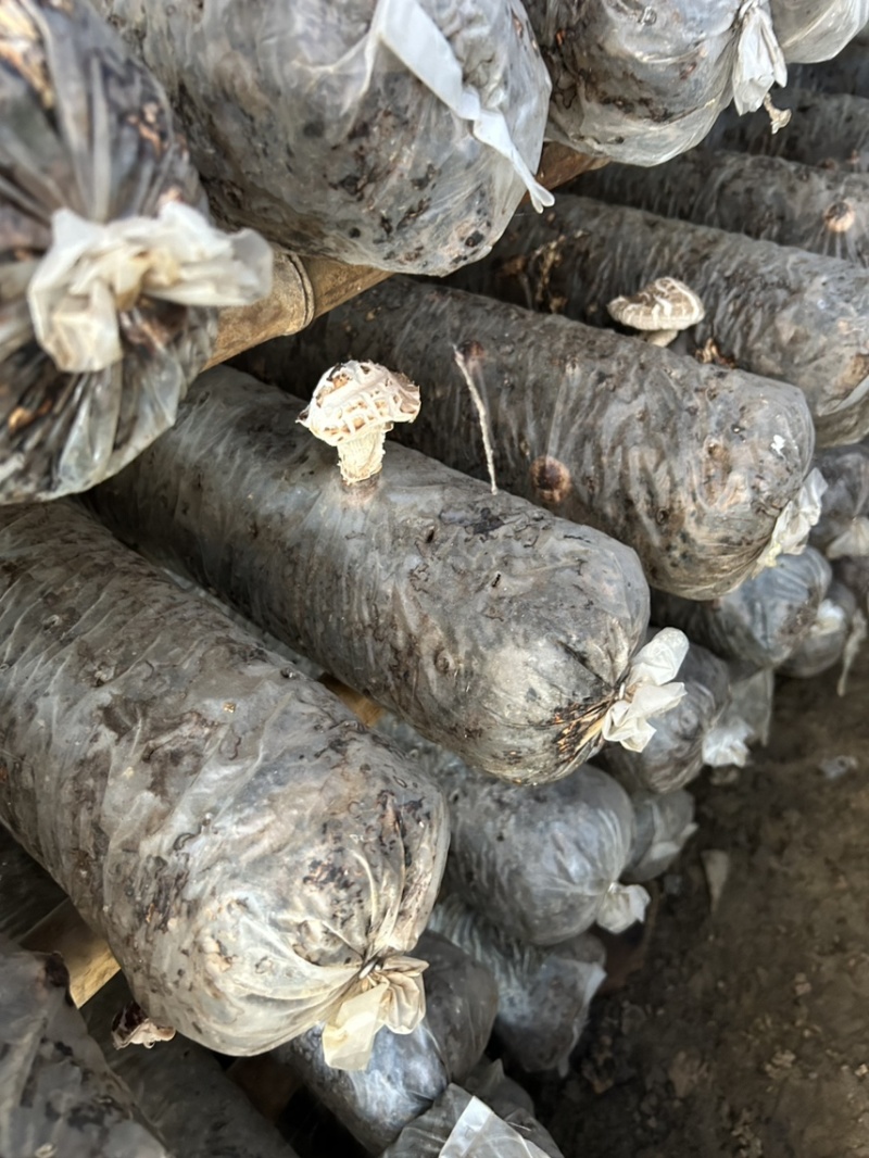 「成熟香菇菌棒」在家即可出菇现摘现吃可视频欢迎联系