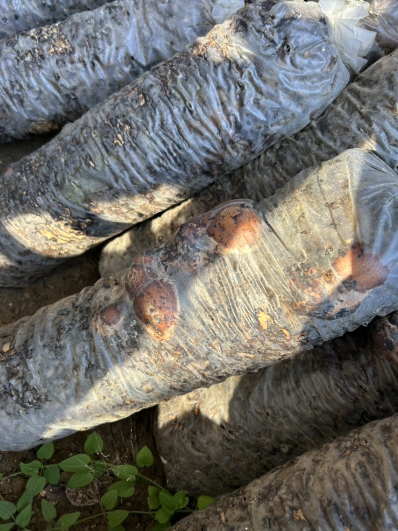 「成熟香菇菌棒」在家即可出菇现摘现吃可视频欢迎联系