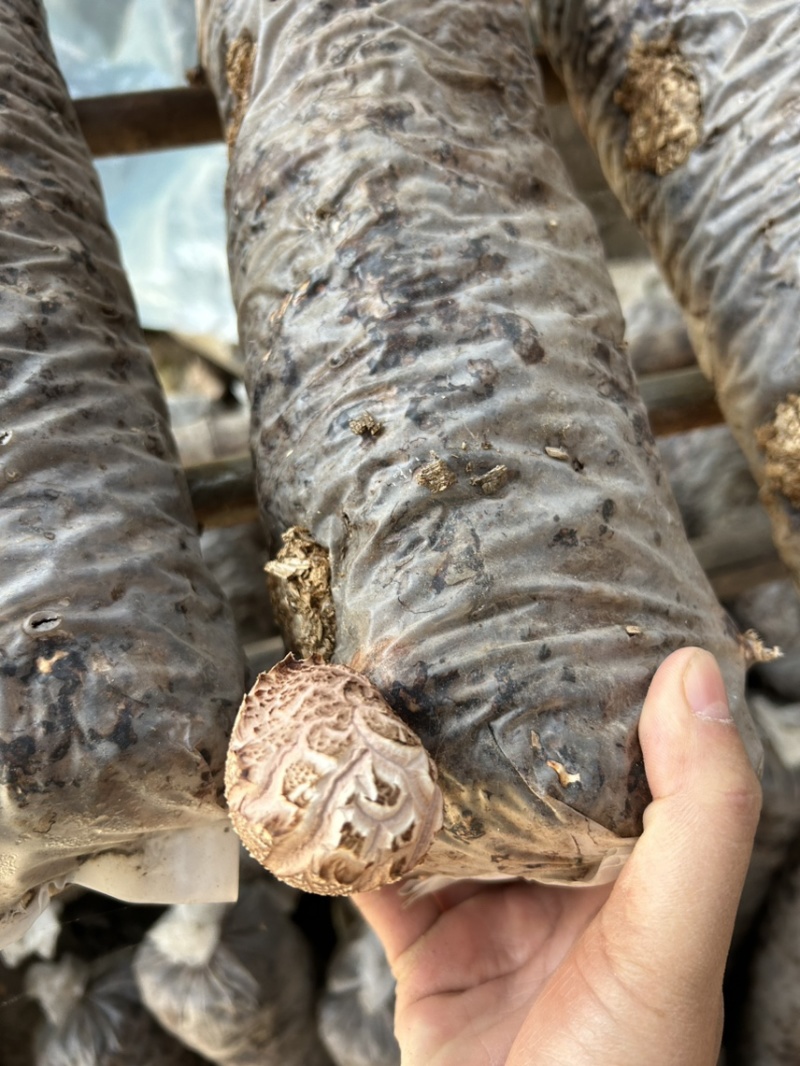 「成熟香菇菌棒」在家即可出菇现摘现吃可视频欢迎联系