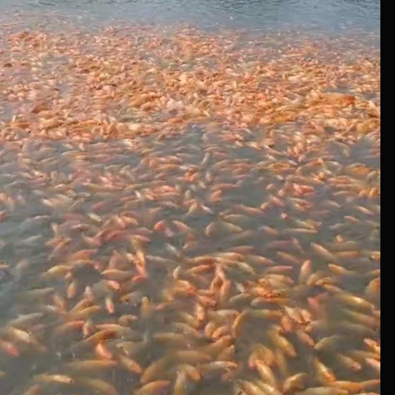 观赏鱼红鲤鱼自家急售