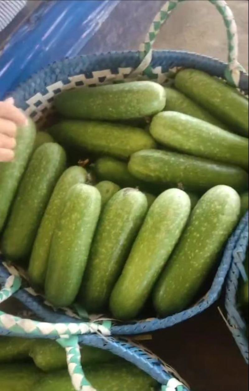 毛节瓜小东瓜