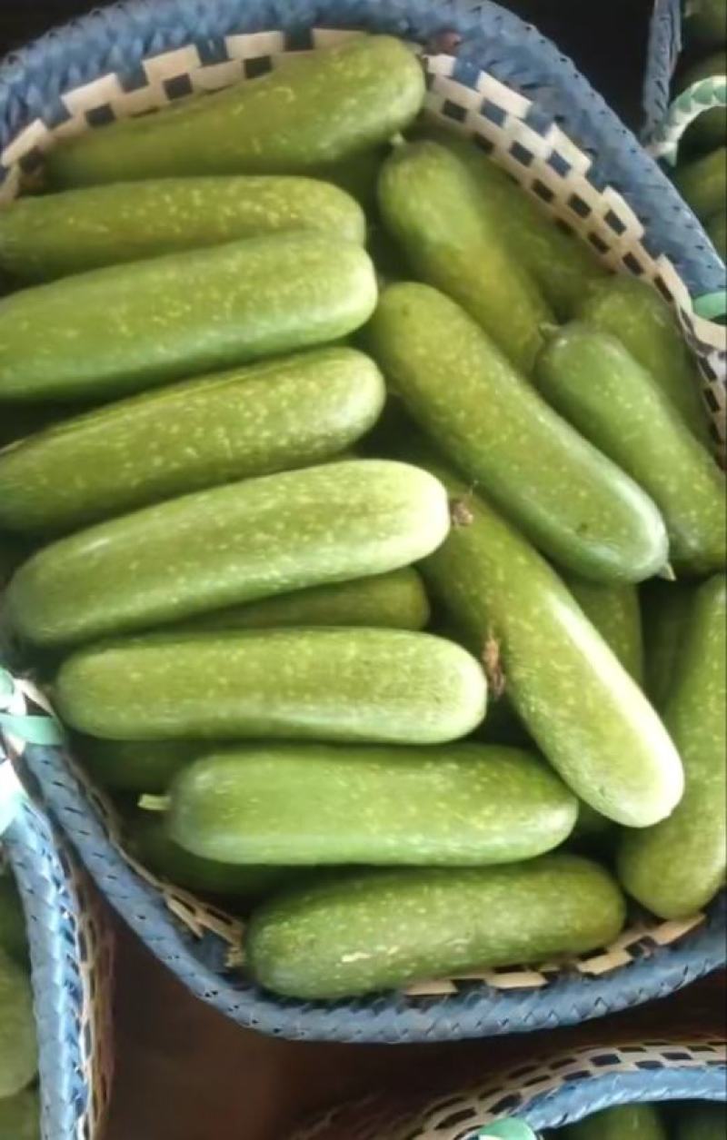 毛节瓜小东瓜