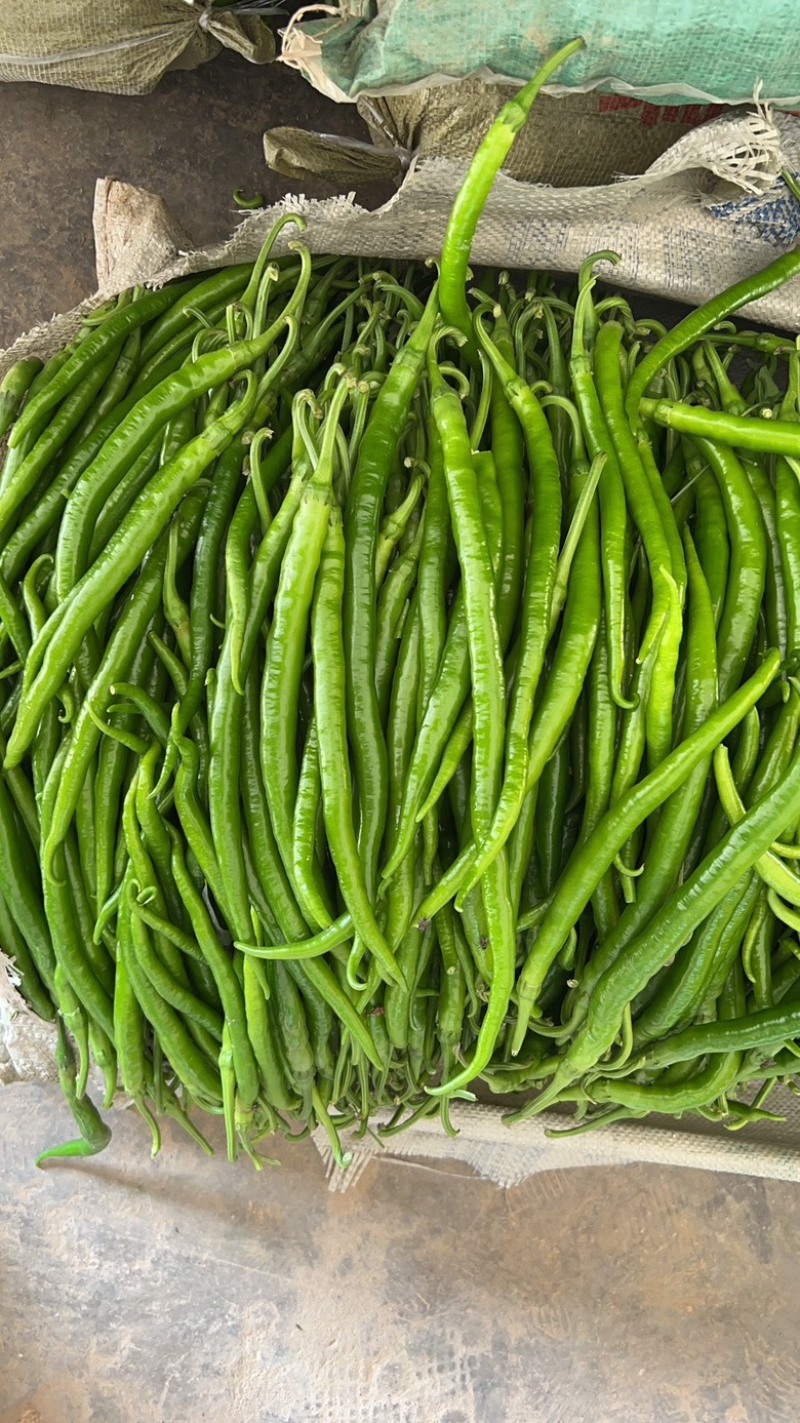 夏邑县泡椒大量上市基地直供质量保证货源充足全国发货