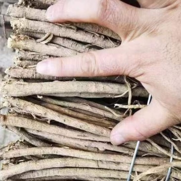 黄芪鲜、干货，每年大量有货