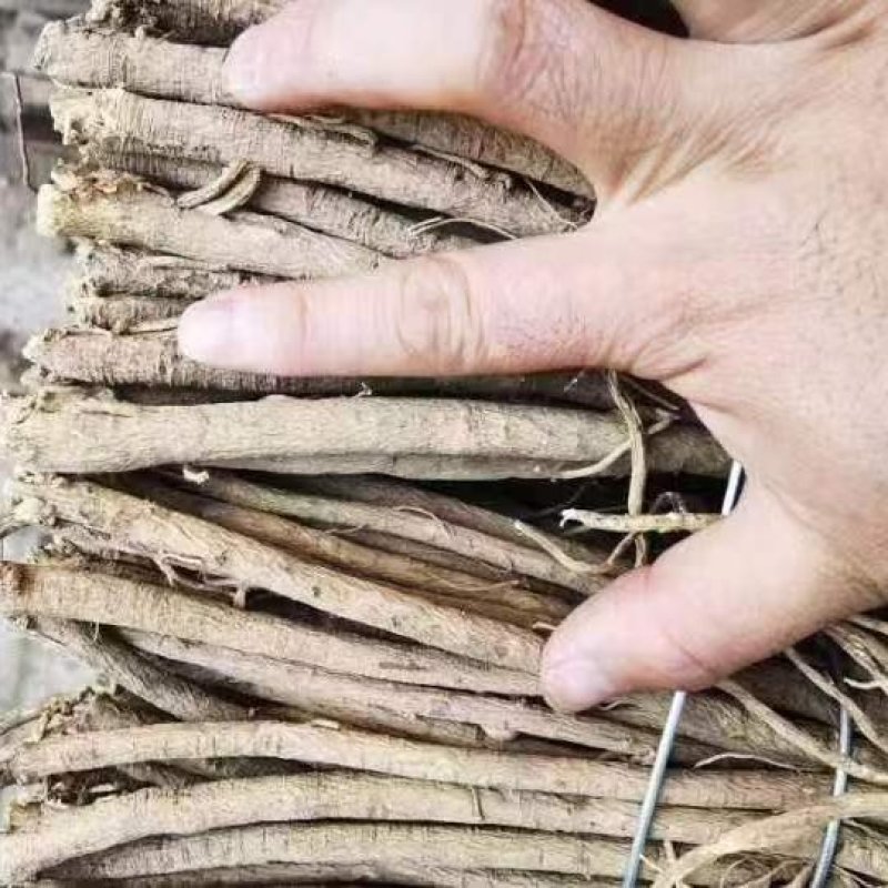 黄芪鲜、干货，每年大量有货