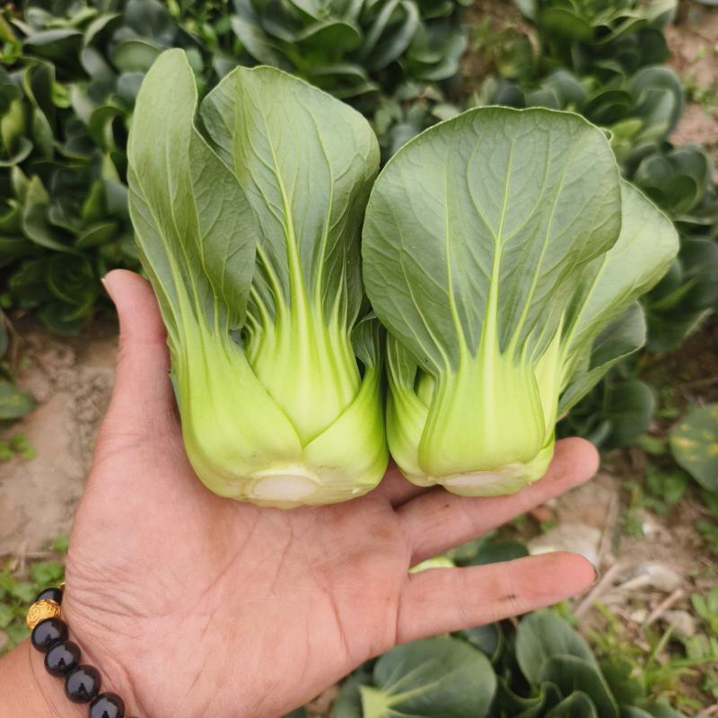 精品上海青无虫眼无黄叶
