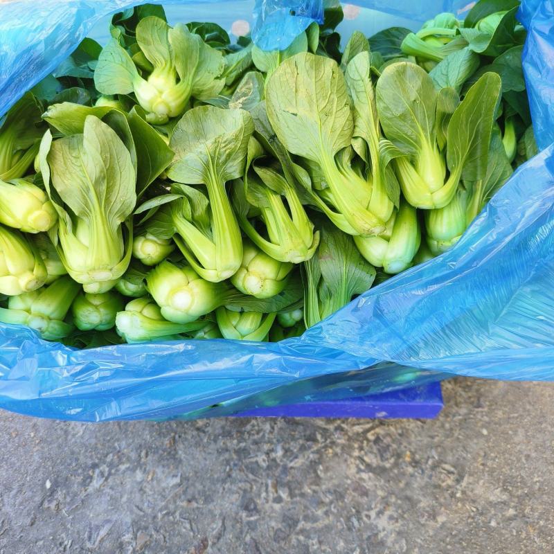 精品上海青无虫眼无黄叶
