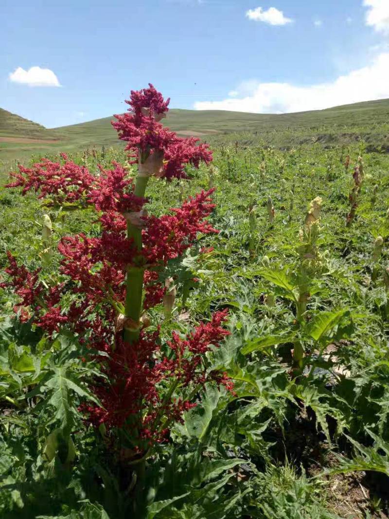 唐古特大黄、每年大量有货