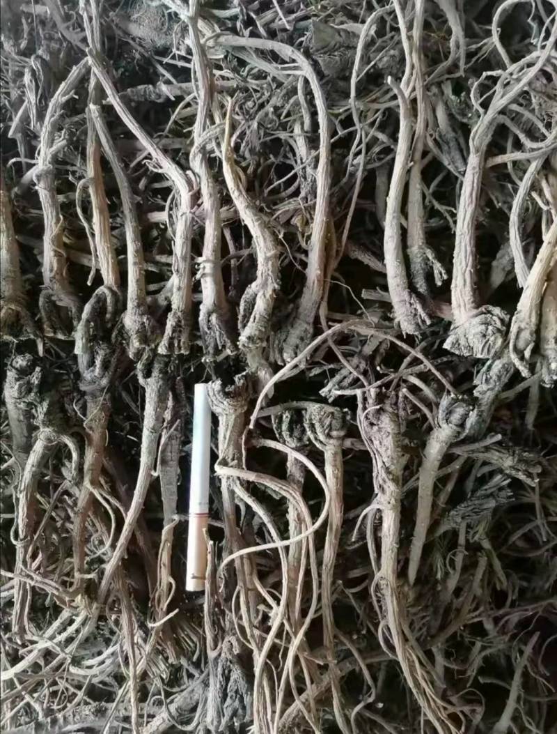 北柴胡、银柴胡每年大量有货
