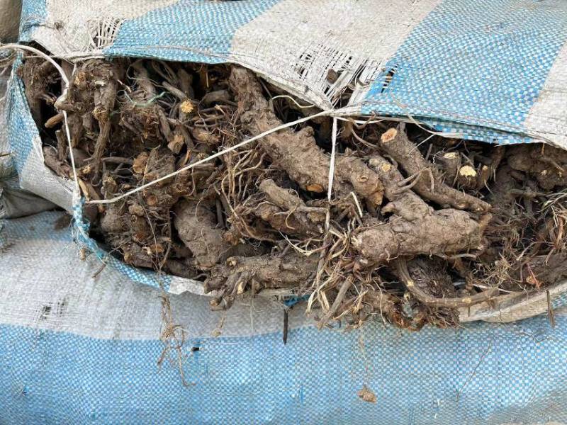 地榆、每年大量有货