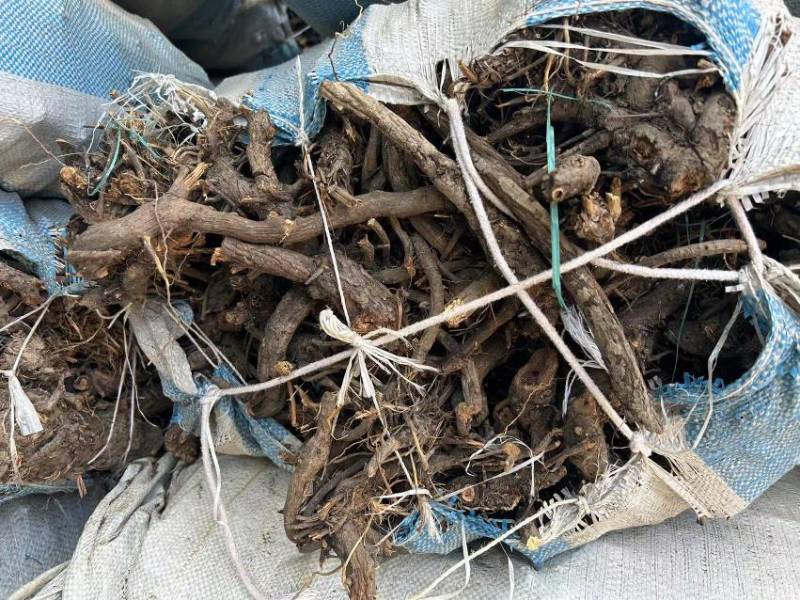 地榆、每年大量有货