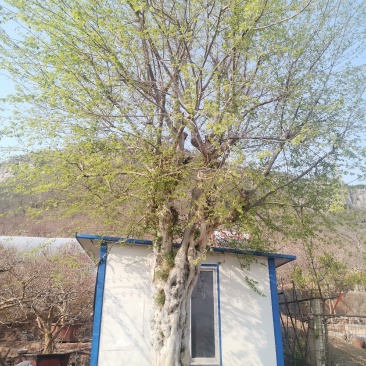 供应各种规格的青檀树、丛生青檀树，全部是移植货