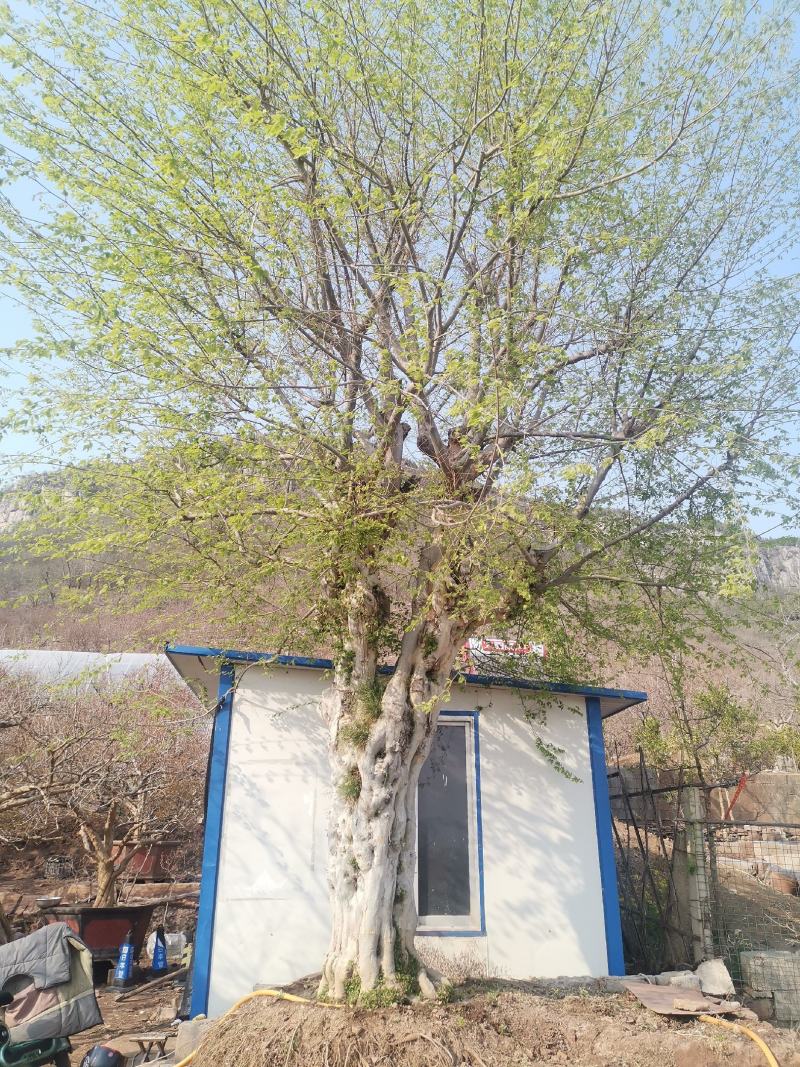 供应各种规格的青檀树、丛生青檀树，全部是移植货