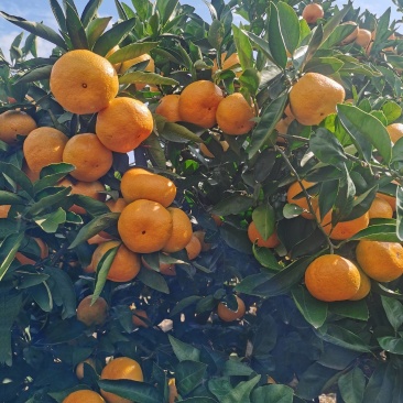 精晶早熟，宫川，蜜桔