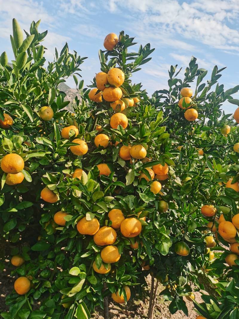 精晶早熟，宫川，蜜桔