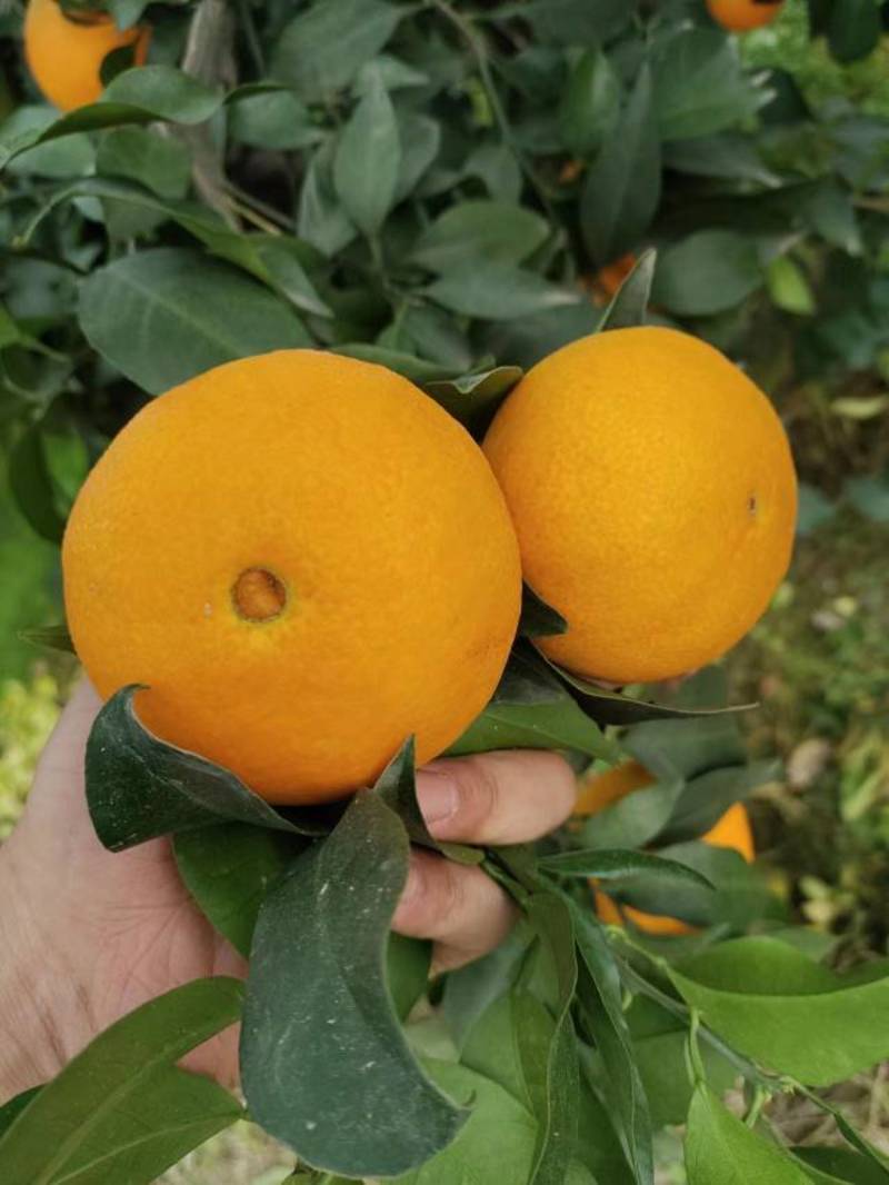 四川爱媛果冻橙产地直供货发全国一条龙服务