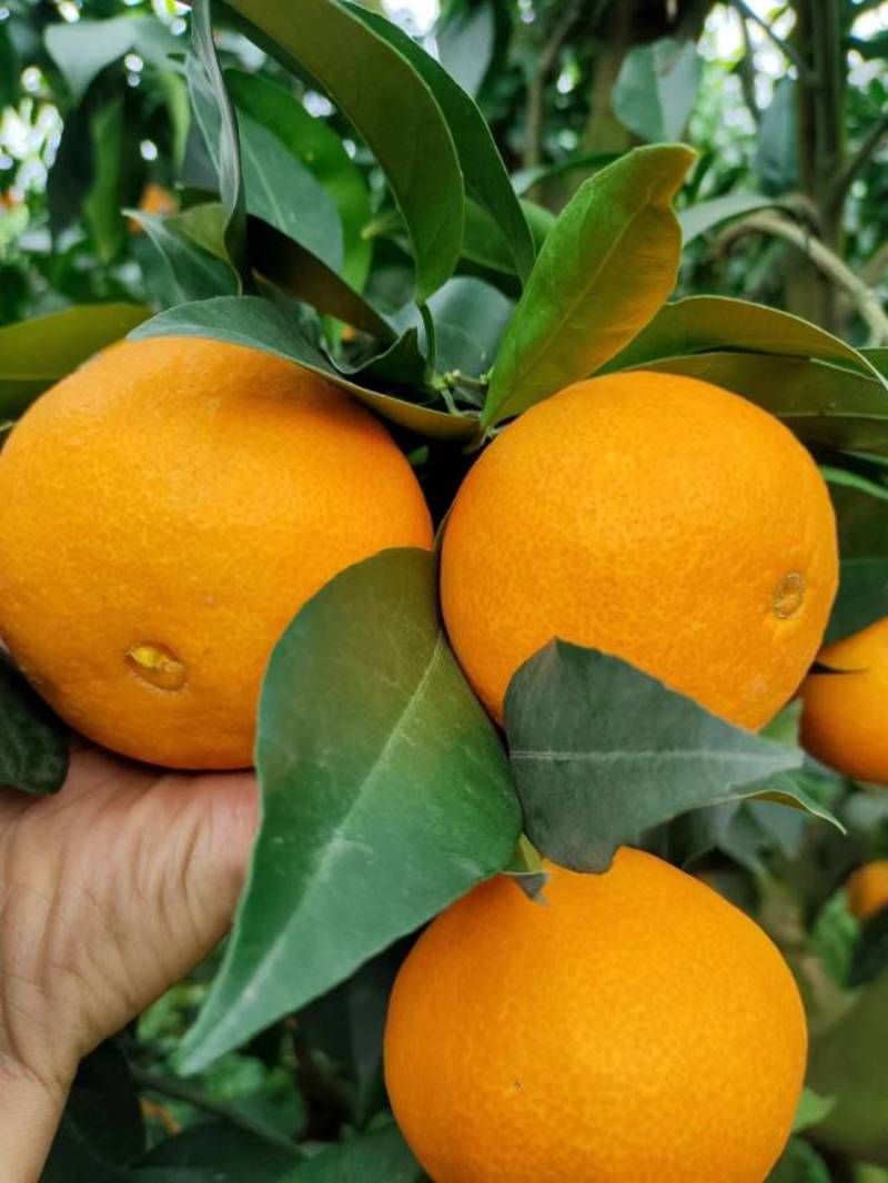 四川爱媛果冻橙产地直供货发全国一条龙服务