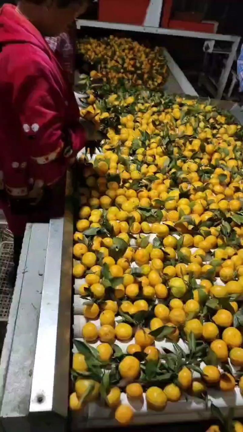 云南蜜橘，一手货源，对接电商，市场，社区团购，外贸出口，