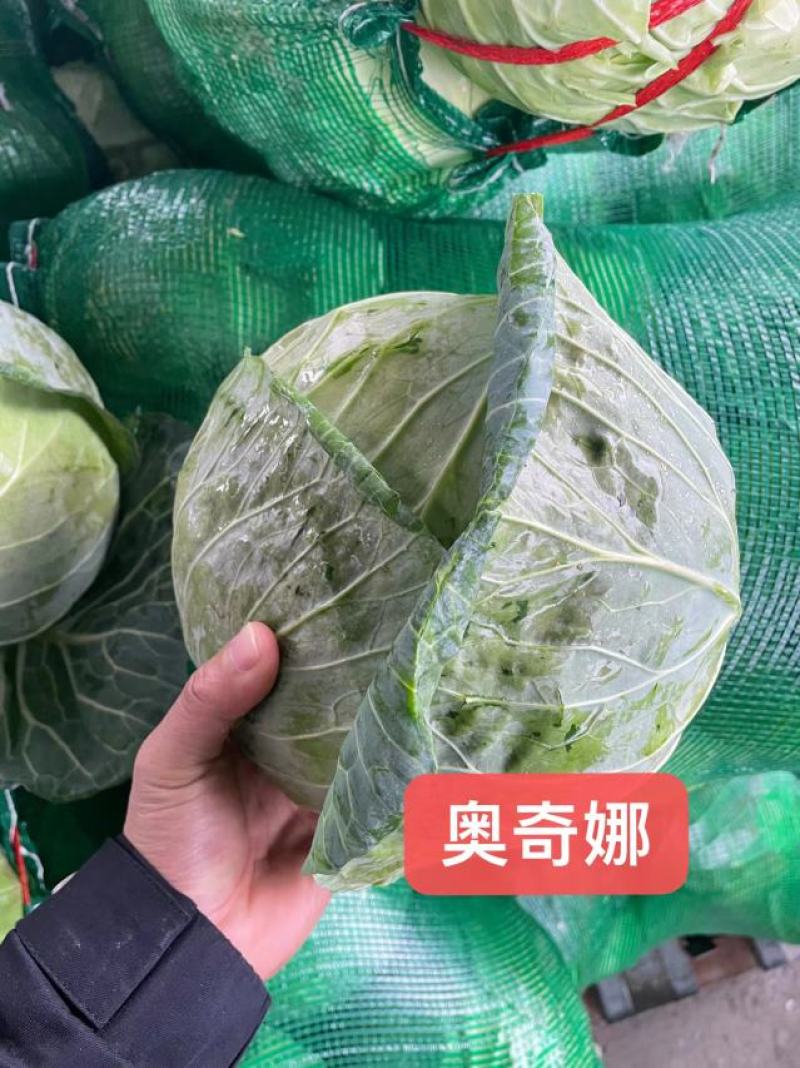 源头直供奥奇娜包菜产地一手货源专业团队为您服务