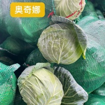 源头直供奥奇娜包菜产地一手货源专业团队为您服务