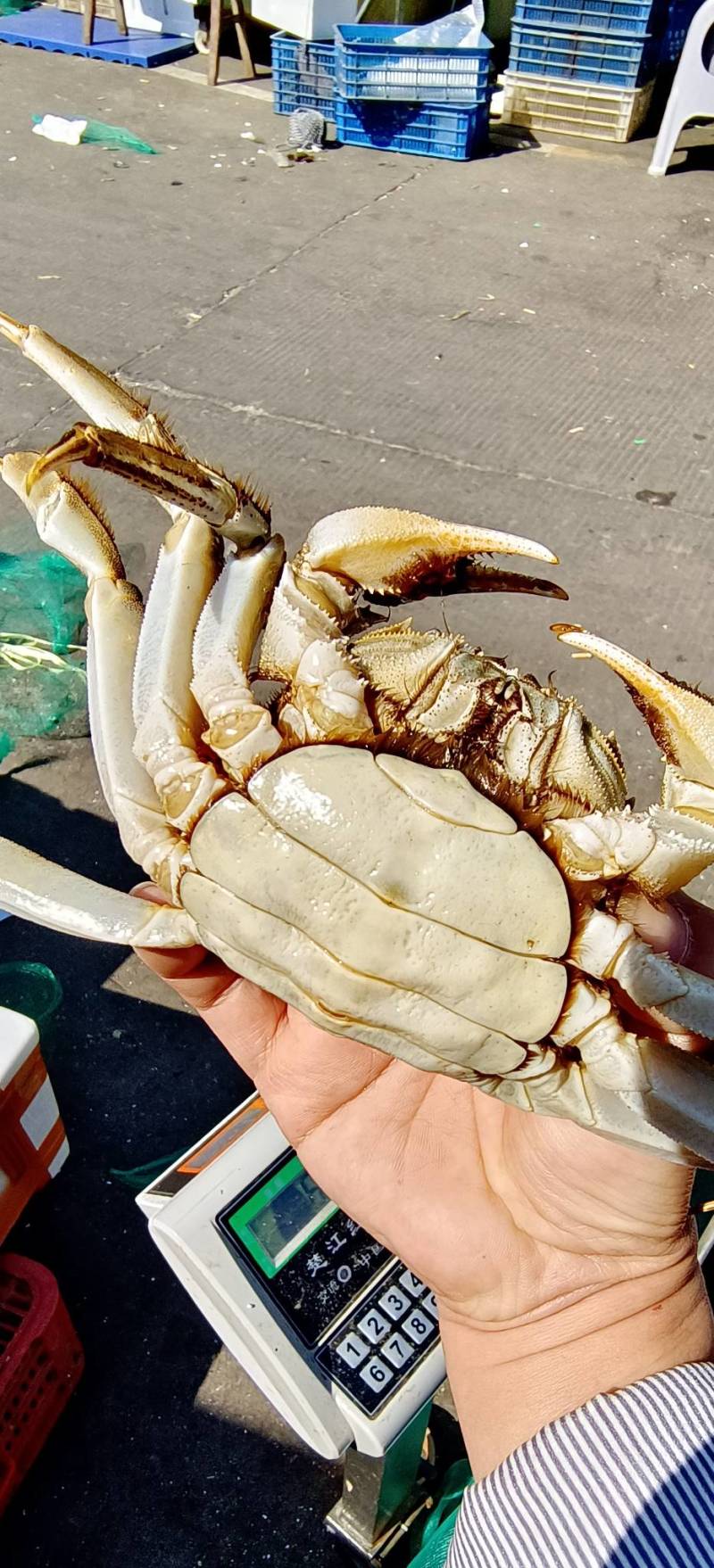 湖北洪湖产地批发，清水大闸蟹，满膏满黄，一件包邮