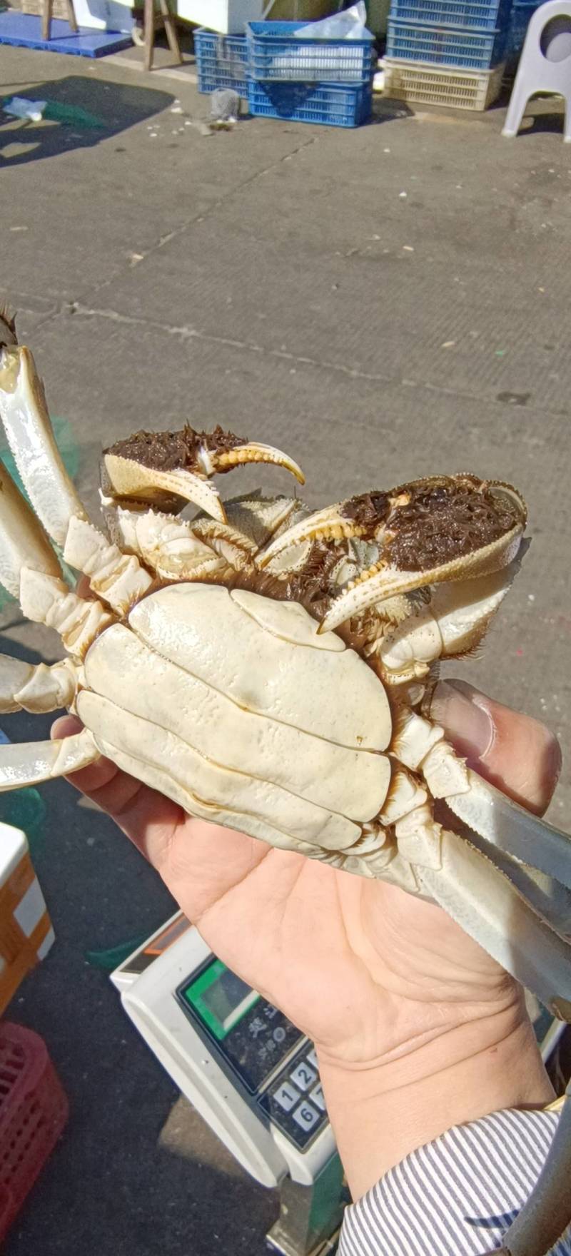湖北洪湖产地批发，清水大闸蟹，满膏满黄，一件包邮