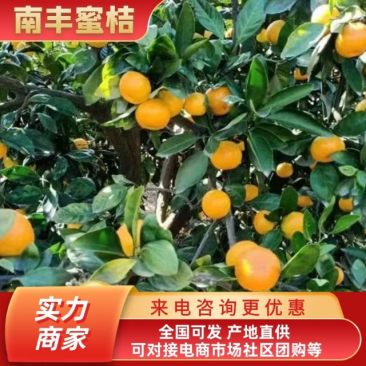 精品南丰蜜橘，贡桔，皮薄汁甜，产地一手货源，品质保证
