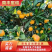 精品南丰蜜橘，贡桔，皮薄汁甜，产地一手货源，品质保证