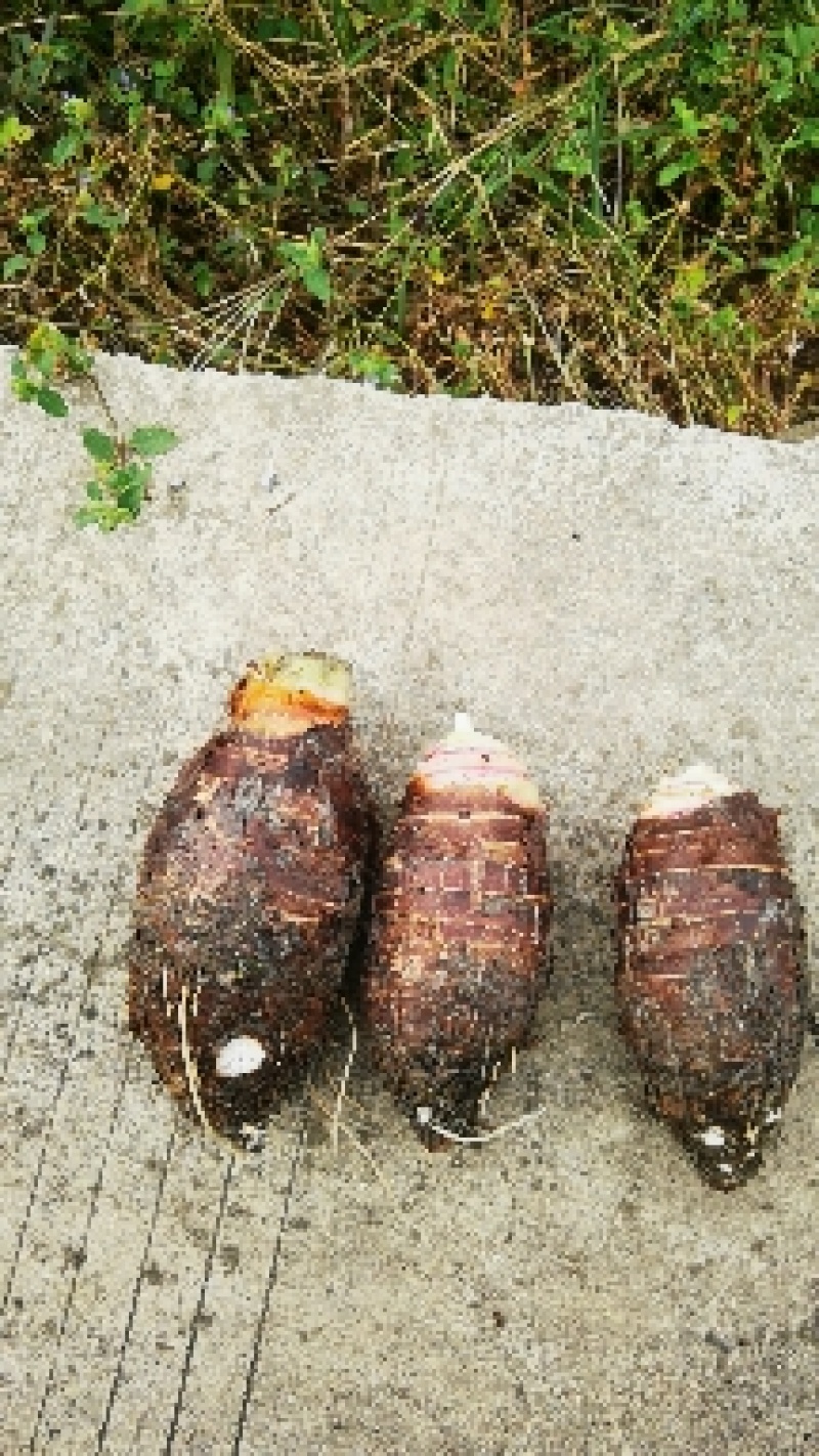 广西香芋荔浦芋头一手货源/对接电商/市场/大型商超