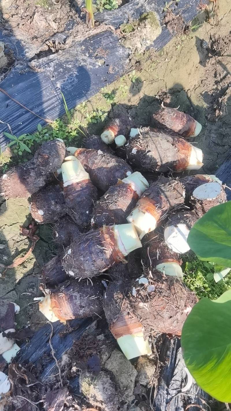 广西香芋荔浦芋头一手货源/对接电商/市场/大型商超