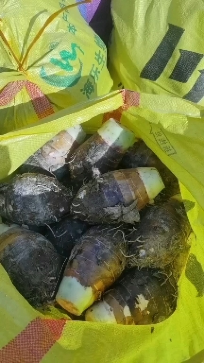 广西香芋荔浦芋头一手货源/对接电商/市场/大型商超