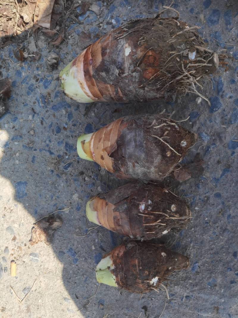 广西香芋荔浦芋头一手货源/对接电商/市场/大型商超