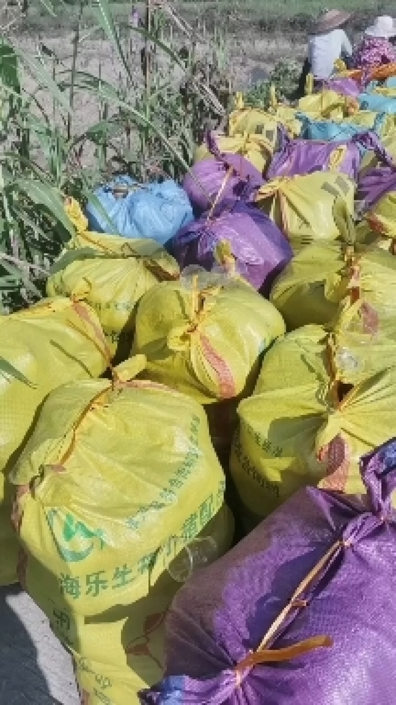广西香芋荔浦芋头一手货源/对接电商/市场/大型商超