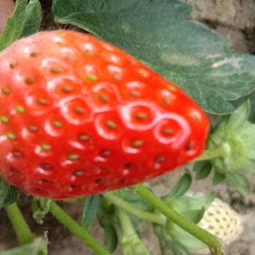 甜宝（章姬）草莓