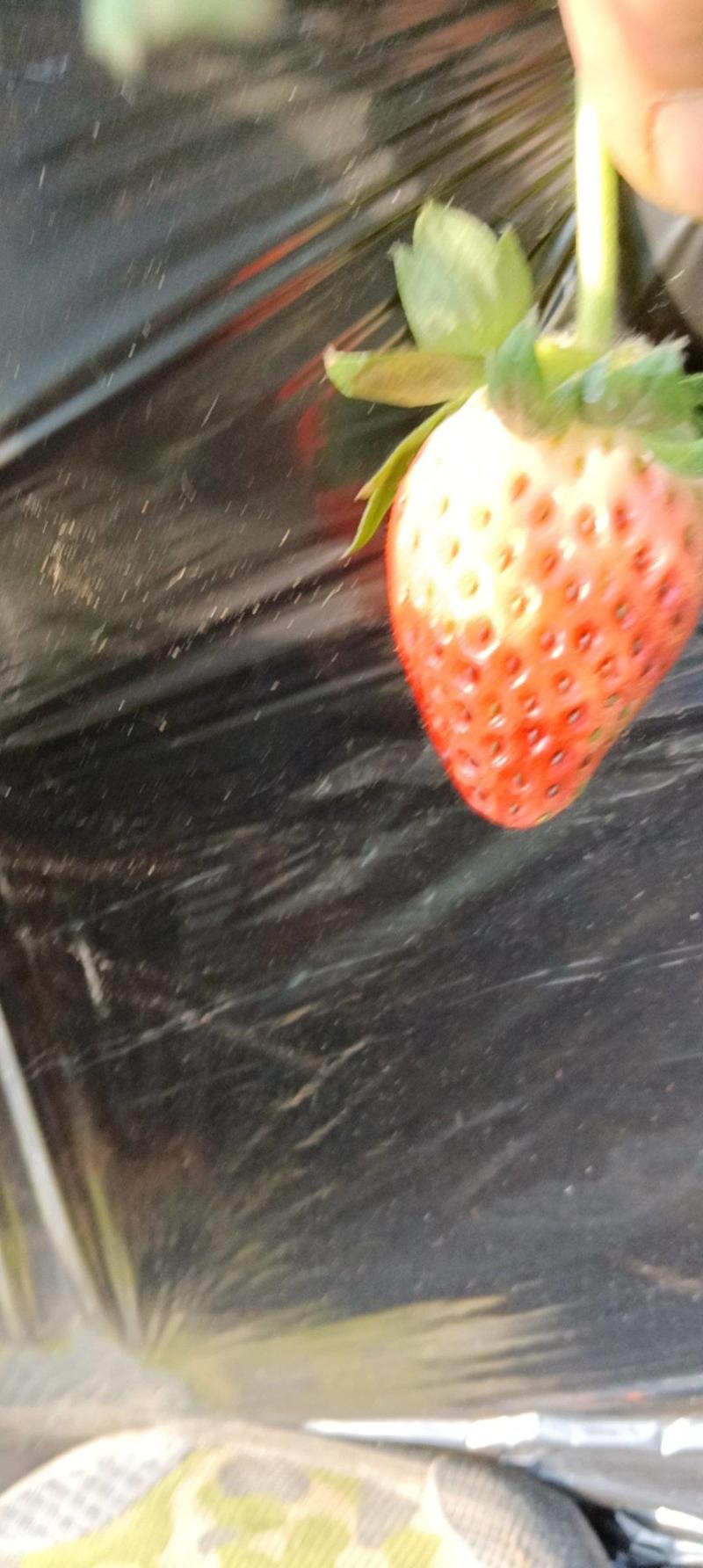 甜宝（章姬）草莓