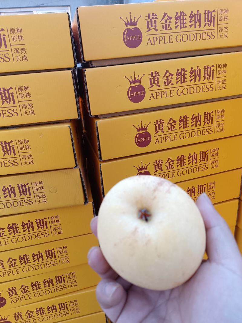 现货一件代发山东黄金维纳斯苹果产地直发对接平台