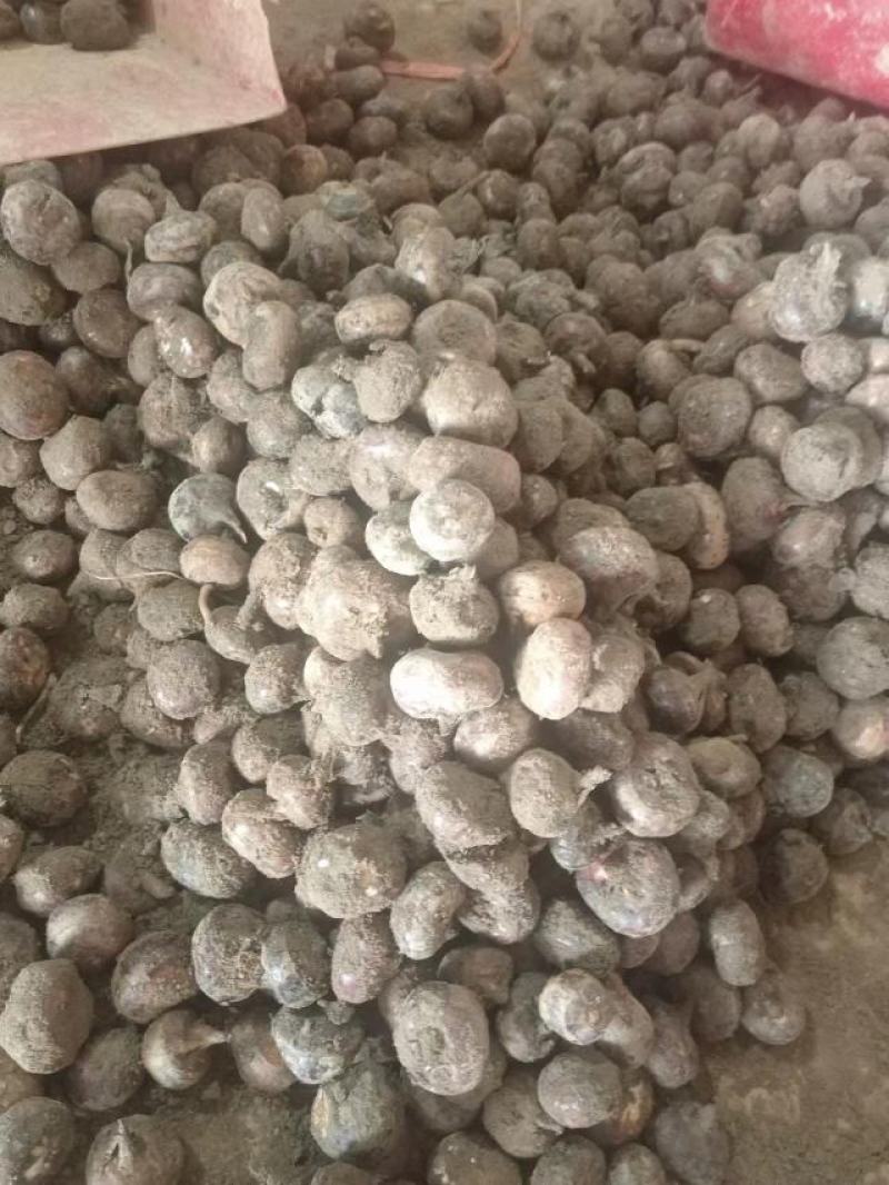 特大马蹄