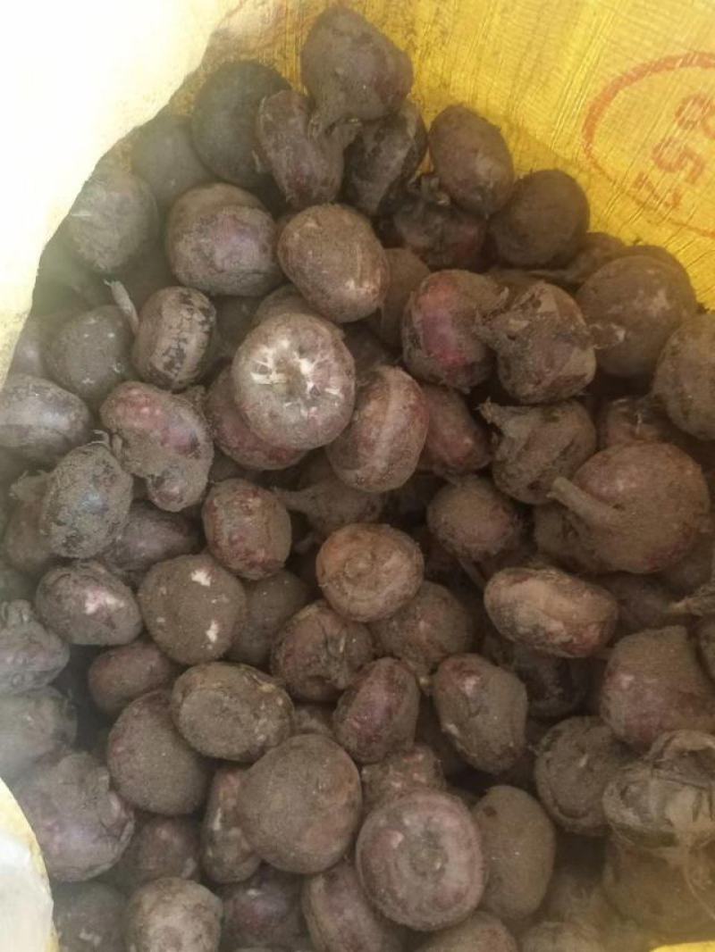 特大马蹄