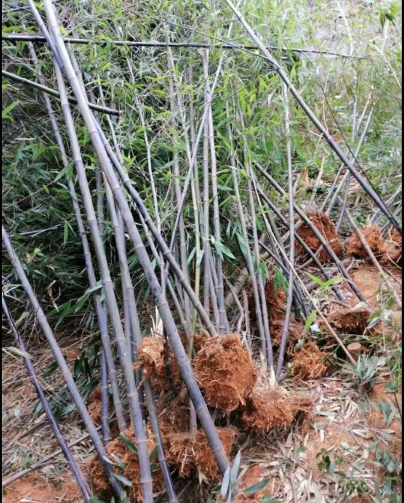 黑竹苗/黑竹/紫竹/大小规格齐全/自家货源/品质保证