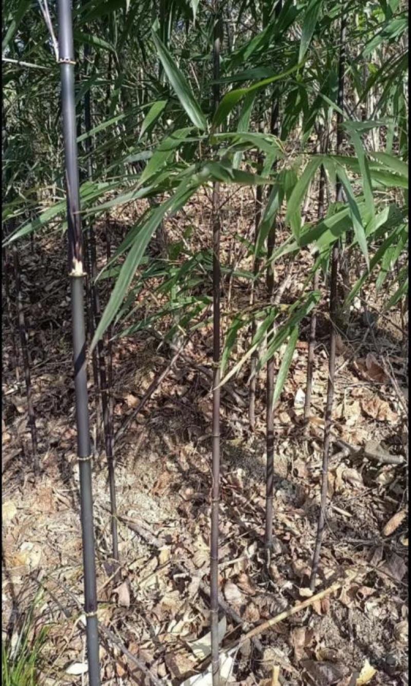 黑竹苗/黑竹/紫竹/大小规格齐全/自家货源/品质保证