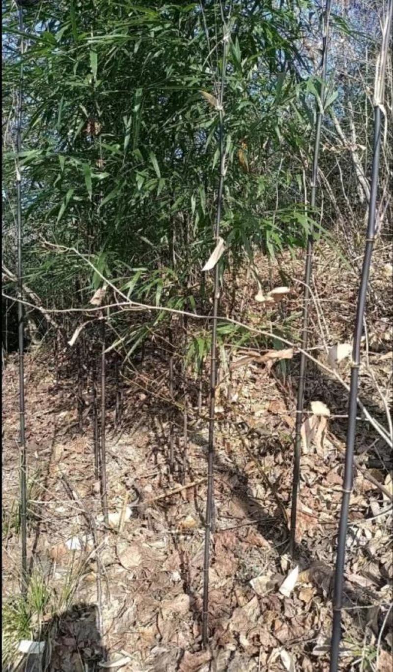 黑竹苗/黑竹/紫竹/大小规格齐全/自家货源/品质保证